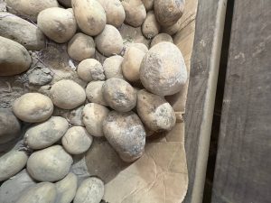 sosedi vinogradnaya gomel 300x225